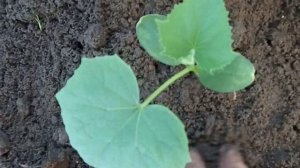 Простая и правильная посадка огурца  залог хорошего урожая. Огурец на осенние продажи.