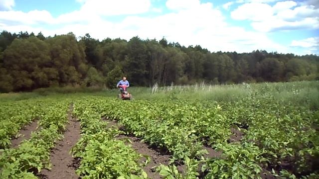 Вторая междурядная обработка картошки двухрядным культиватором смотреть онлайн