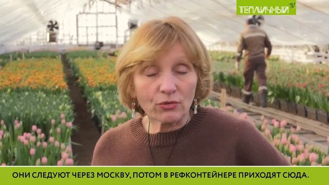 В "Тепличном" к 8 Марта вырастили 500 тысяч тюльпанов