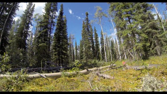 Couple Finds Off Grid Homesite And Starts Clearing The Land