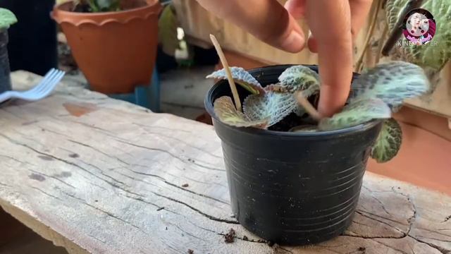 เทคนิคการขยายพันธุ์พรมญี่ปุ่น แบบง่ายๆ #propagation @malilastory смотреть онлайн