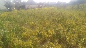 роторная косилка заря 1