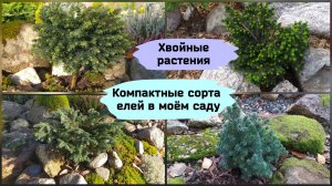 Хвойные растения.Компактные сорта елей в моём саду (2022 г.)