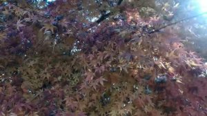 Жизнь на юге Англии вляпалась. Галина Смит заблокировала кузена. Мадам S. Кристина Никадимус.