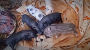 Новая игрушка?? Минипиги, минипиг, микропиг, minipig, micropig, питомник Рязанская Диковинка, Рязан