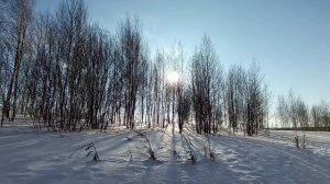 Видеоролик Михаил Пришвин, Деревья в лесу (библиотека №1 "Кумир")