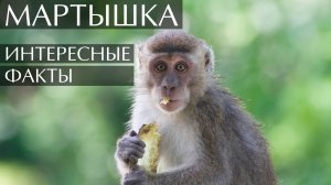 Мартышка. Интересные факты