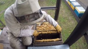 Сборка гнезда пчел на зиму Лежак, дадан без разницы