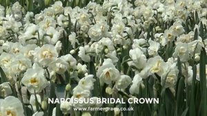 Narcissus 'Bridal Crown' - FarmerGracy.co.uk