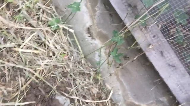 HELPING MRBEAST PLANT 20000000 TREES (part2) смотреть онлайн