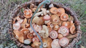 Море грибов! Рыжики, белые, подберёзовики, волжанки!