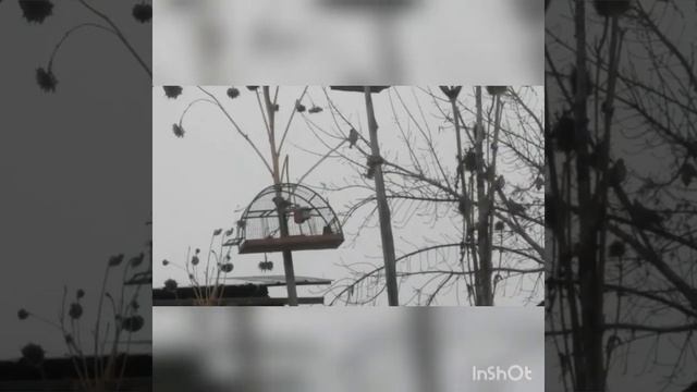 Ловля чечеток. смотреть онлайн