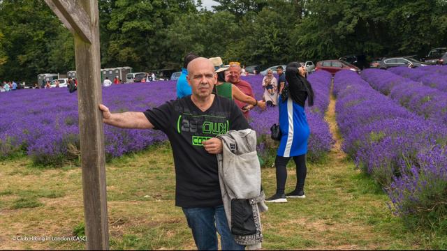 Lavender Fields Walk: A Fragrant and Scenic Hiking Experience in England 🇬🇧 | Hiking UK смотреть онлайн
