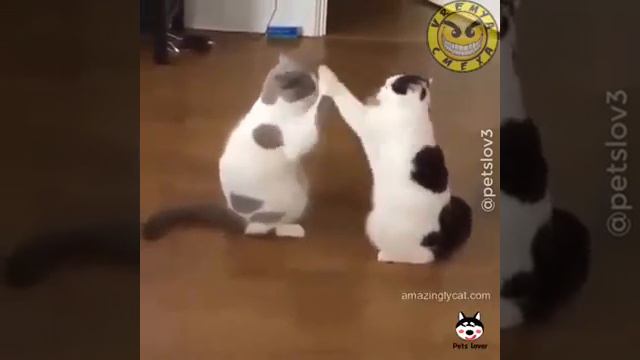 Люди произошли от Котов. Тоже! смотреть онлайн