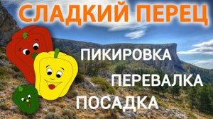 Выращиваем СВОЙ ПЕРЕЦ / Сорта, Семена, Рассада, ПИКИРОВКА