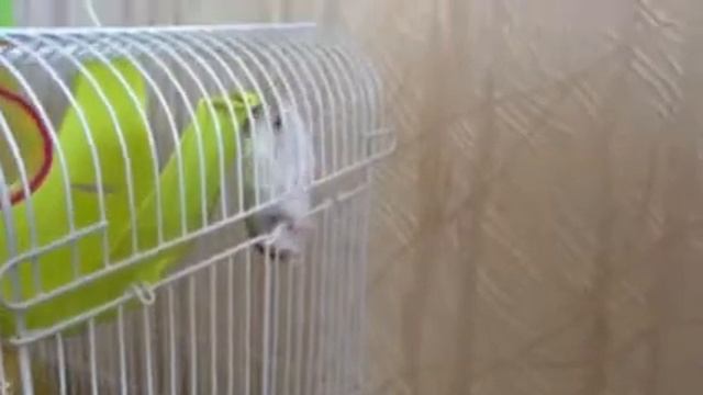 Побег из Шоушенка или хомяк-скалолаз!) смотреть онлайн