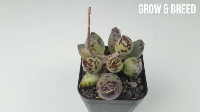 다육이 아드로미츄스 쿠페리 Adromischus cooperi смотреть онлайн