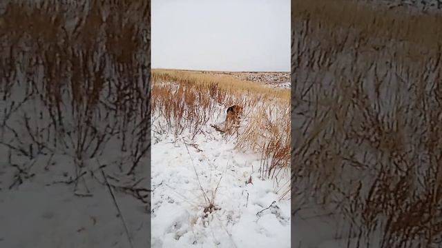 Щенок русской гончей 4 месяца добыл 1 зайца часть 4