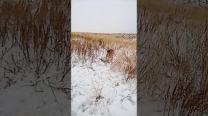 Щенок русской гончей 4 месяца добыл 1 зайца часть 4