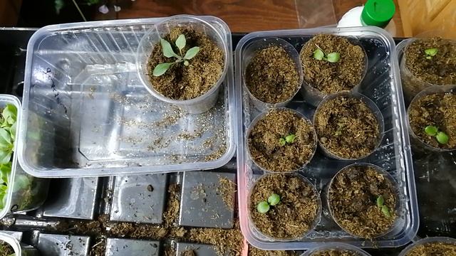 Пора пикировать петунию и другое.... смотреть онлайн