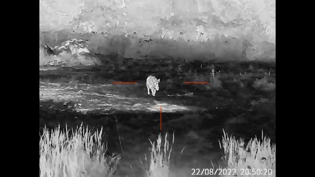 Охота на кабана с тепловизионным прицелом GUIDE TU650 разрешением 640х480 смотреть онлайн