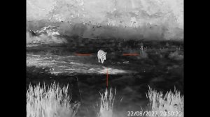 Охота на кабана с тепловизионным прицелом GUIDE TU650 разрешением 640х480