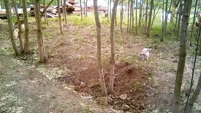 А мы первый раз гуляли! Сколько радости!? Минипиги, минипиг, микропиги, микропиг, minipig, micropig