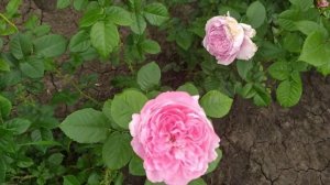 ДЮРАНС АНСИАН (Durance Ancian Rosa), Massad Франция, 2008 г. Шрабы (Modern Shrub)