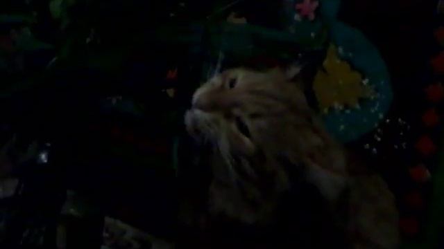 Жует растение )) смотреть онлайн