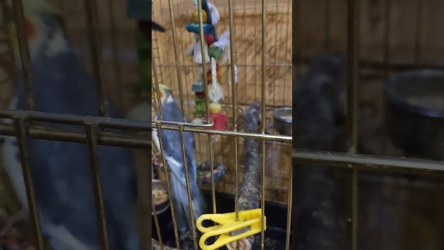 КОРЕЛЛА ГОВОРИТ И ПОЁТ