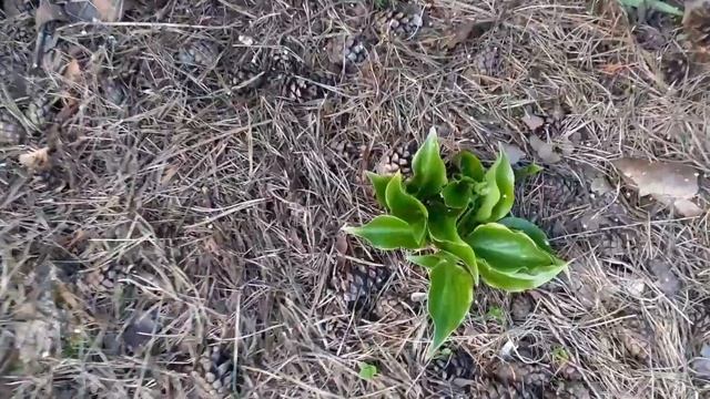 #обзорпалисадника#дорожкаизпесчаника# Палисадник...обзор...дорожка из песчаника