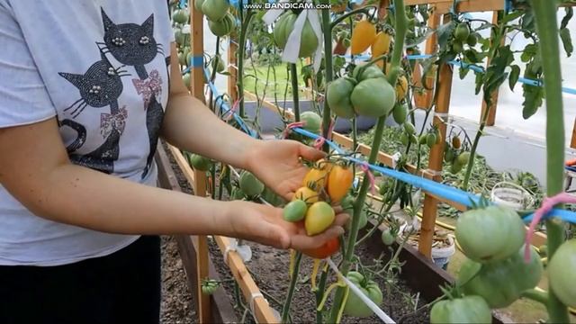 сортовой томат СЛАДКИЙ КРЕМ обзор