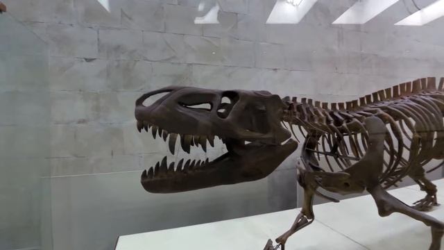 Палеонтологический музей им. Ю.А.Орлова. Мезозой