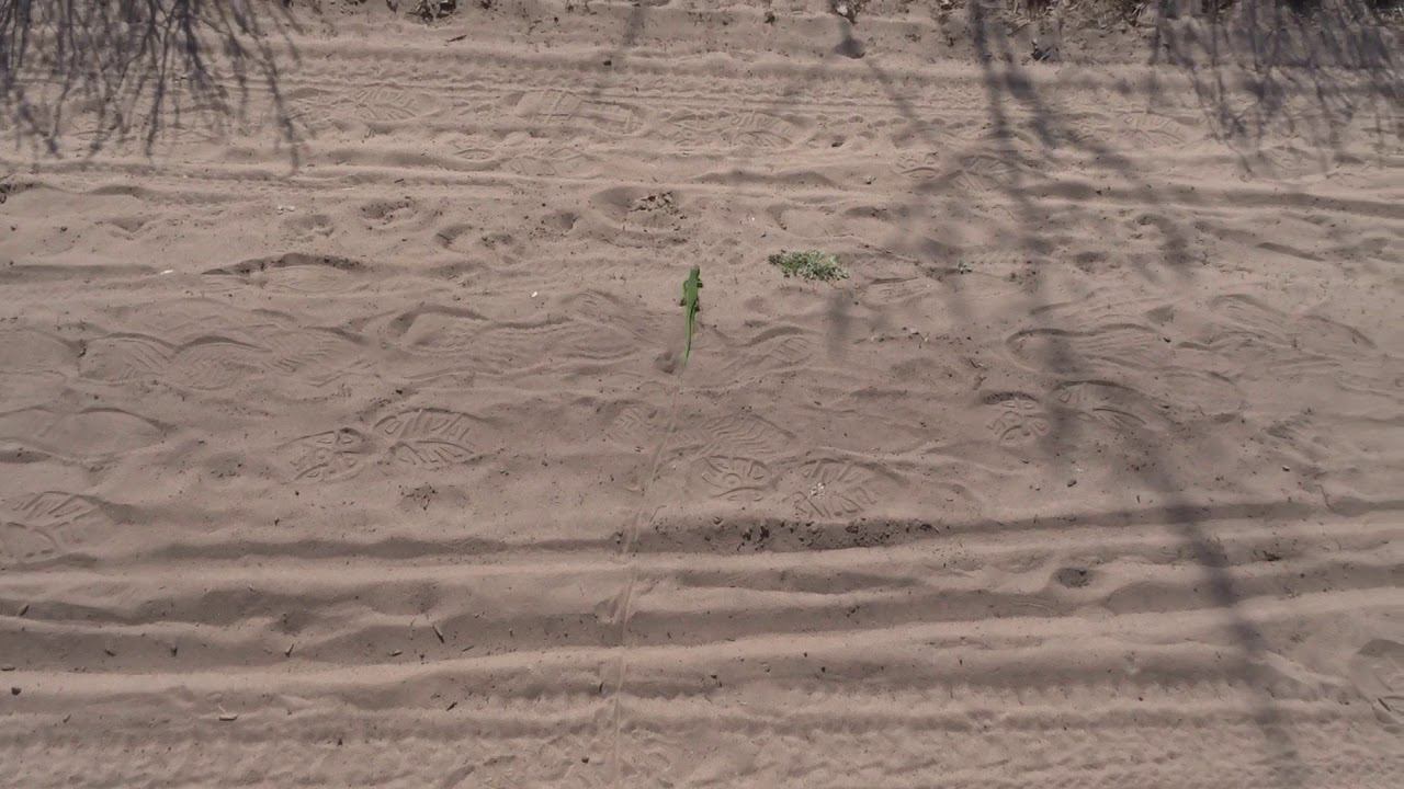 Зеленая ящерица 2