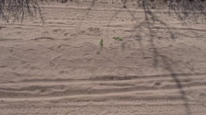 Зеленая ящерица (2)