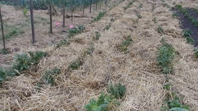 Картофель. Посадка. Окучивание// Органическое земледелие. Эксперимент// Жизнь в деревне смотреть онлайн