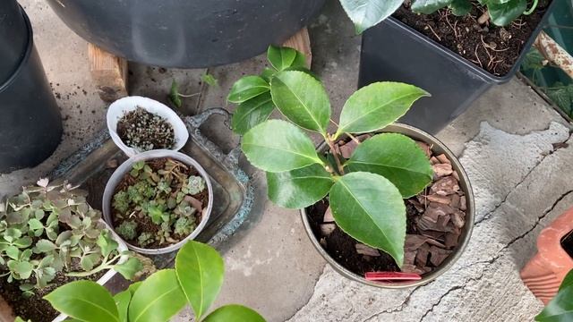 Цикл о камелиях. Серия третья. смотреть онлайн