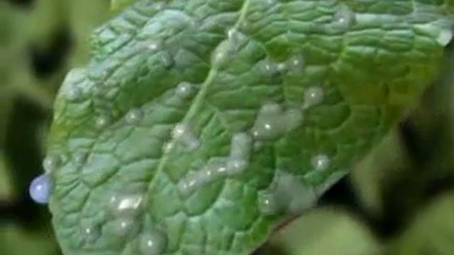 NutriVant Plus смотреть онлайн