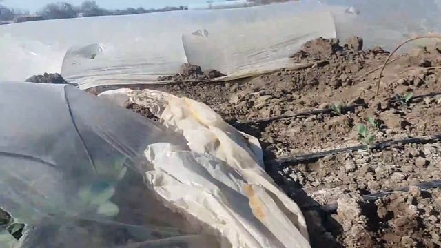 Ранняя капуста . Разница: открытий грунт , капуста в теплице и под пльонку смотреть онлайн