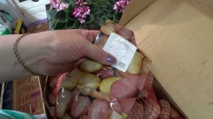 Обзор посадочного материала картофеля от агроцентра "Коренево"