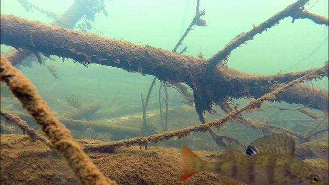 Пристанище окуней. Природные обитания. смотреть онлайн
