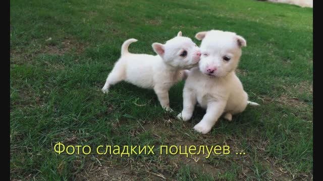 281 Франк Пурсель и его оркестр - Нежное