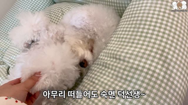 강아지도 다이어트하면 짜증 날까??