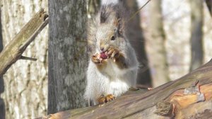 Белка и вкусная шишка  ( Sciurus vulgaris )