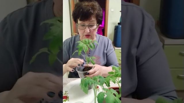 Лучшая пересадка томата! смотреть онлайн