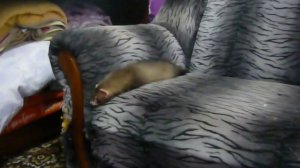 Хорек - первые дни дома.