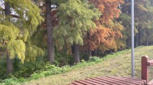 ГДЕ ЖИТЬ В СЕРБИИ ?/ Бачка Паланка Города Сербии Сколько стоит Недвижимость