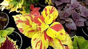 Пятьдесят сортов колеусов. Какие сорта лучше смотрятся в композициях. Условия жизни.