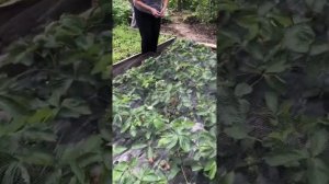 Самая вкусная и неприхотливая в уходе клубника.
