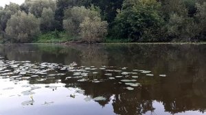 Рассвет в Дубровицах (Белые ночи)